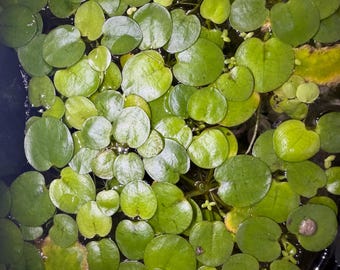 Amazon Frogbit Floating Aquarium Plant 5 plants per quantity (Hydrocharis laevigata)