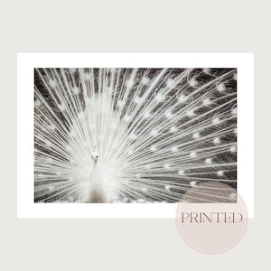 Elegant White Peacock Wall Art for Chic Home Decor