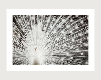 Photography Print,  home decor, wall art, WHITE PEACOCK