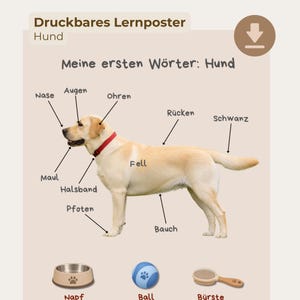May include: A printable educational poster titled "Druckbares Lernposter Hund" and "Meine ersten Wörter: Hund" featuring a side profile of a yellow Labrador wearing a red collar. Arrows point to body parts labeled in German, with a bowl, ball, and brush below.