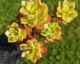 Sedeveria magic gold