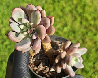 Graptoveria avant garde