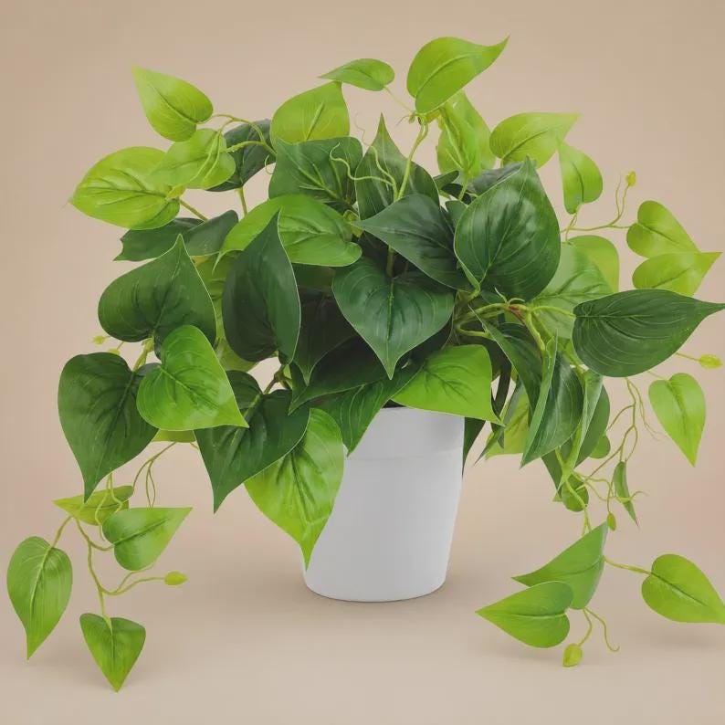 elephant bush succulents Elephant Bush Variety - Portulacaria afra - 2 Inch main image 1