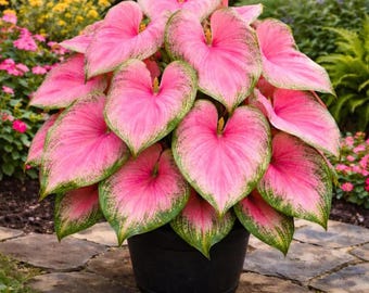 Pink Princess Caladium Bulbs Green Tropical Foliage Plant Pack of 10 Bulbs