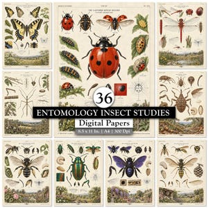 Puede incluir: Una colección de 36 papeles digitales de estudios entomológicos de insectos con ilustraciones de estilo vintage de mariposas, mariquitas, libélulas, abejas y escarabajos con etiquetas científicas, texto y paisajes, tamaño 21,6 x 27,9 cm.