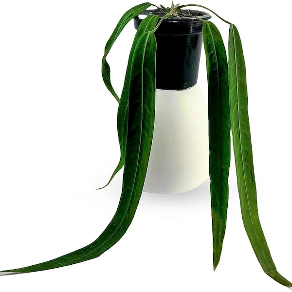 Anthurium Pallidiflorum Live Plant| Green Live House Plant for Indoor Rare and Exotic Indoor Plant