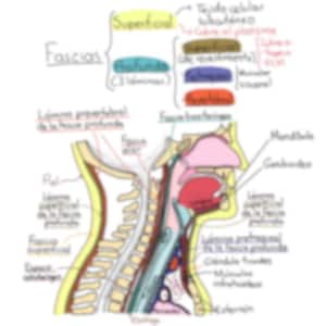 Guida anatomica: trachea e albero bronchiale | Riassunto medico dell'apparato respiratorio