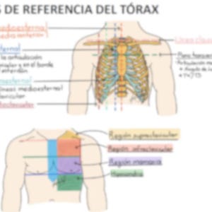 Può includere: Diagramma anatomico del torace umano, con linee e regioni etichettate. L'immagine include un'illustrazione dettagliata della gabbia toracica e degli organi interni, con testo in spagnolo. Il diagramma è progettato per scopi didattici.