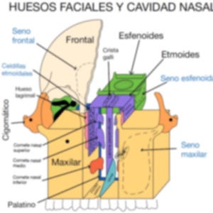 Guía de Anatomía: Nariz y Senos Paranasales | Resumen Médico Detallado y Organizado
