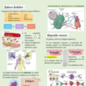 Può includere: Un poster educativo verde chiaro con il testo "Tejido Linfoide" in alto. Il poster contiene diagrammi e caselle di testo che spiegano il sistema linfatico e le risposte immunitarie. Il testo è in spagnolo.