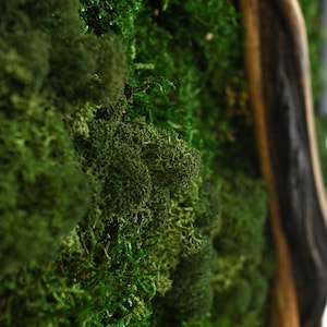 May include: A wall art piece featuring a dense arrangement of preserved green moss in various shades and textures, encased within a dark, curved wooden frame. The moss displays intricate, branching, and clumped patterns across the surface.
