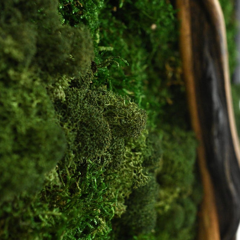 May include: A wall art piece featuring a dense arrangement of preserved green moss in various shades and textures, encased within a dark, curved wooden frame. The moss displays intricate, branching, and clumped patterns across the surface.