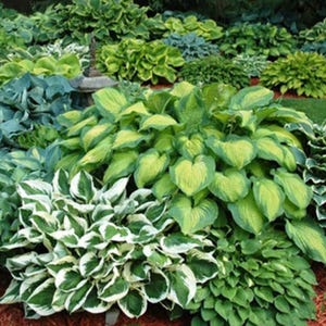 Può includere: Un denso letto da giardino con una varietà di piante hosta dalle foglie larghe a forma di cuore in tonalità di verde scuro, verde lime e motivi variegati di bianco. Il fogliame è stratificato, creando un aspetto rigoglioso e strutturato.