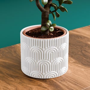May include: A small jade plant in a white ceramic pot with a repeating arched design. The pot is sitting on a wooden surface. The plant has a brown trunk and green leaves. The pot is approximately 6 inches in diameter.
