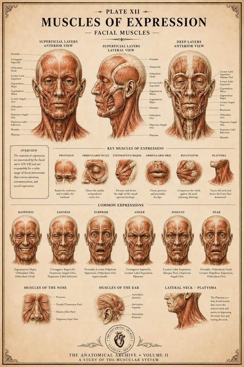 Vintage Muscle Anatomy Wall Art Bundle | Muscular System Posters | Dark ...