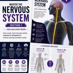 May include: A detailed educational poster about the nervous system, featuring labeled and unlabeled diagrams. The poster includes a diagram of the brain and spinal cord, with text explaining the system's functions. The poster is A4 size and designed for medical students.