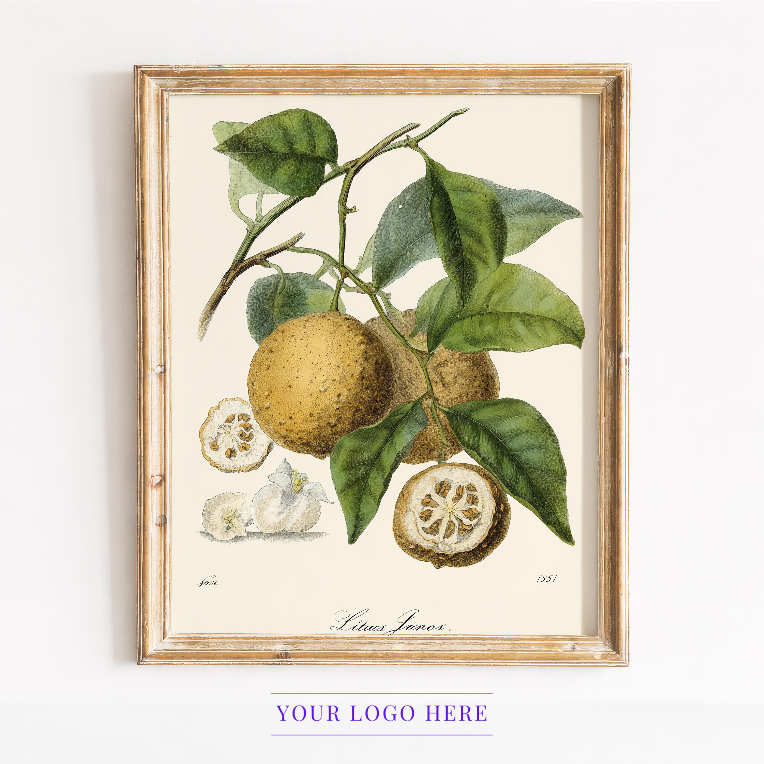Yuzu Seed - Etsy