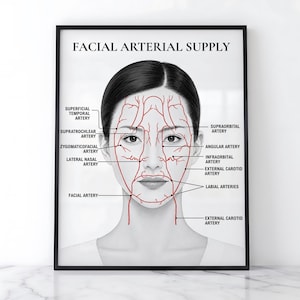 May include: A framed anatomical poster titled FACIAL ARTERIAL SUPPLY, featuring a grayscale illustration of a human face with red lines mapping the superficial temporal, supraorbital, angular, infraorbital, labial, and facial arteries.