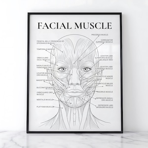 Könnte beinhalten: Ein gerahmter Schwarz-Weiß-Druck mit dem Titel "FACIAL MUSCLE". Der Druck zeigt eine detaillierte anatomische Illustration der Muskeln des menschlichen Gesichts, mit Beschriftungen, die jeden Muskel identifizieren. Das Kunstwerk wird auf einer weißen Oberfläche angezeigt.