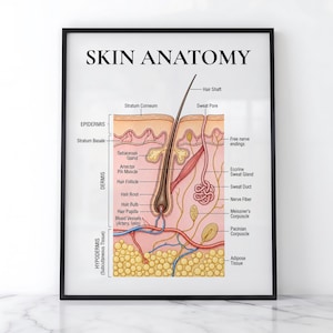 Puede incluir: Un póster educativo enmarcado titulado SKIN ANATOMY, que presenta un diagrama detallado de corte transversal de las capas de la piel humana, incluyendo epidermis, dermis e hipodermis, con etiquetas para folículos pilosos y glándulas.