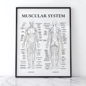 Anatomiposter för kvinnligt muskelsystem, diagram över mänskliga muskler, diagram över kroppens muskler, dekoration för fitnessgym, väggkonst för medicinska studier, digital nedladdning