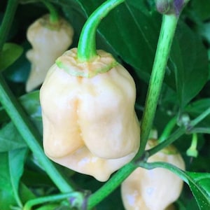 White Bubblegum Pepper Seeds – Rare 7 Pot Chili Variety (10 Seeds)