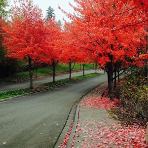 May include: A road flanked by trees with vivid red leaves, creating a striking autumn scene. The asphalt road and pavement are partially covered by fallen red leaves, with a green verge separating the road.