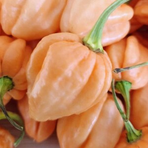 7 Pot Pink Pepper – Extremely Hot Chili Pepper for Home Garden Growing (10 Seeds)