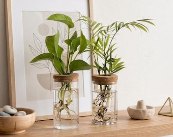 Ensemble de vases de propagation en verre, décoration de plante hydroponique minimaliste, couvercle en liège