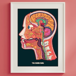 May include: A colorful anatomical illustration of a human head, showing the internal organs and structures. The head is in profile, with the brain, eyes, nose, mouth, and throat visible. The text "THE HUMAN HEAD" is printed at the bottom of the image.