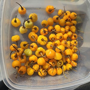 Pode incluir: Um recipiente de plástico transparente cheio de pequenos pimentos redondos amarelo-alaranjados. Os pimentos têm caules verde escuro e estão dispostos numa pilha solta. Alguns pimentos são de uma cor amarelo-esverdeada mais clara.