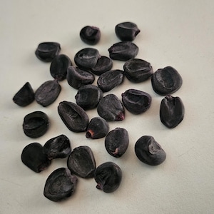 Peruanisches violettes Mais-Saatgut | Violettes Mais-Saatgut aus Peru | 20 violette Maiskörner | Seltenes Saatgut | Hohe Keimfähigkeit