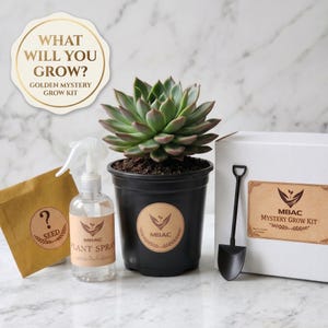 Può includere: Un kit di coltivazione misterioso dorato con una pianta succulenta in un vaso nero. Il kit include un sacchetto di semi, uno spray per piante, una piccola pala e una scatola con il testo "What Will You Grow?" e "Mystery Grow Kit."