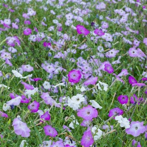 Pode incluir: Um campo denso de pequenas flores de cinco pétalas em tons de roxo, lavanda e branco. As flores estão espalhadas por caules verdes finos e folhagem, criando um tapete de cor vibrante e texturizado em toda a imagem.