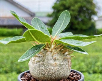 Ebisu Black Club Tree tuberous plant, a unique tuber for plant collectors.