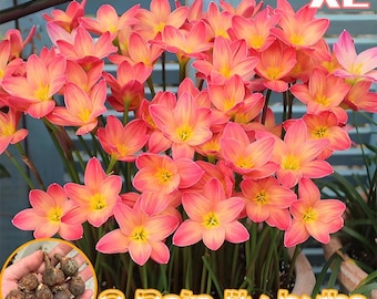2 Rain Lily Bulbs, Charming Zephyranthes Flowers for Pots, Patios and Garden Borders