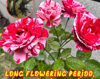 Aquarius Rose Plant, Elegant Garden Rose with Romantic Blush Blooms.
