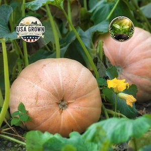 Mammoth Gold Giant Pumpkin Seeds | Heirloom Non-GMO Fall Garden Jack O Lantern Variety