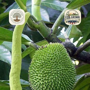 May include: Close-up of a breadfruit on a tree branch. The breadfruit is a vibrant green color with a spiky texture. The image also shows green leaves and branches. The image includes the text "USA Grown" and "Bounty of Branches".