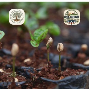 May include: Close-up of coffee seedlings emerging from the soil. The image features young plants with visible coffee beans and small green leaves. The soil is dark brown, and the seedlings are in black containers. Logos for "Bounty of Branches" and "USA Grown" are visible.