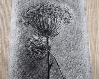 Original Wilde Möhre Kohlezeichnung A4 – Handgezeichnete botanische Wandkunst auf Baumwollpapier | Naturkunst | Unikat