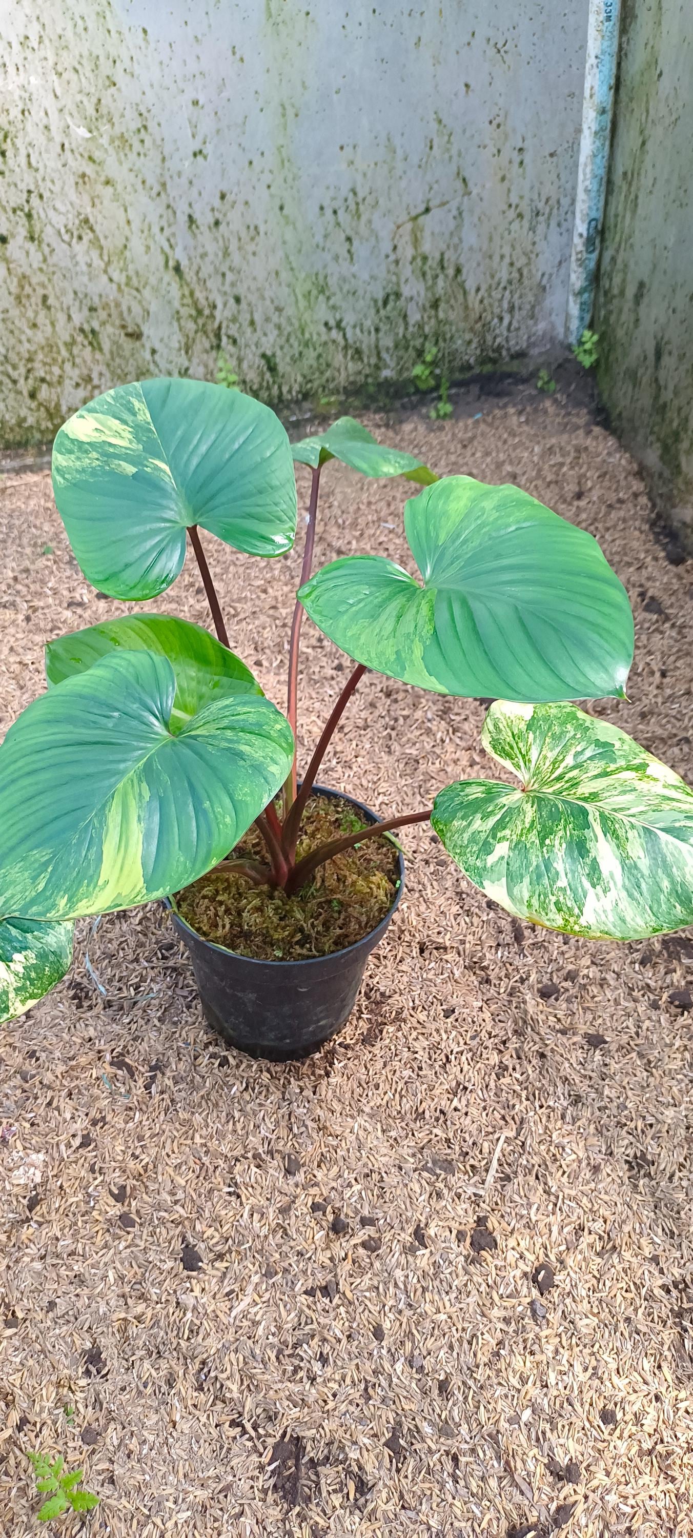 ホマロメナ 3種 Homalomena - Etsy 日本