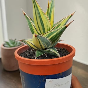 Sansevieria Pinguicula Variegata – Rara Sansevieria rampicante, variegata giallo-verde, succulenta esotica compatta