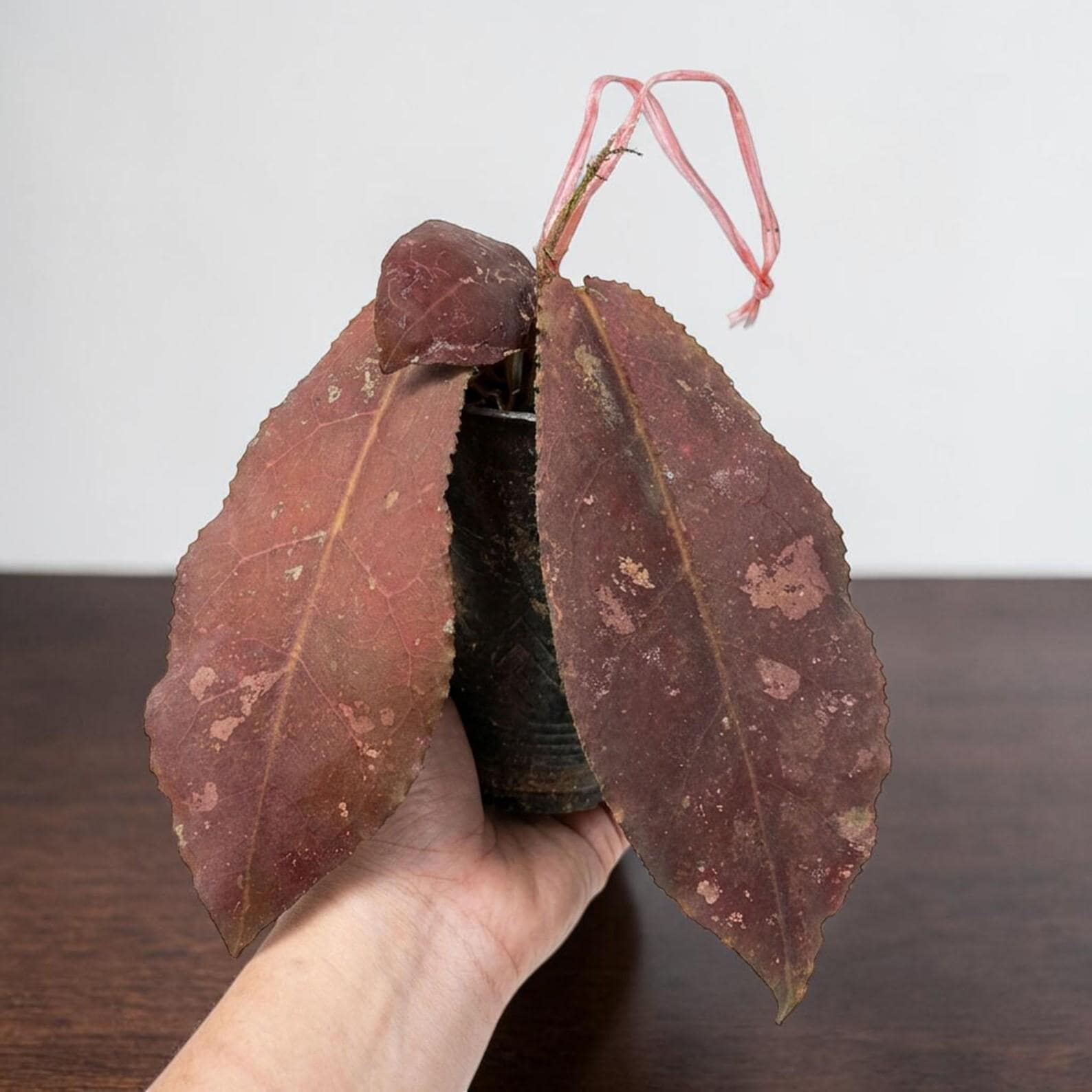 Hoya undulata - Etsy 日本