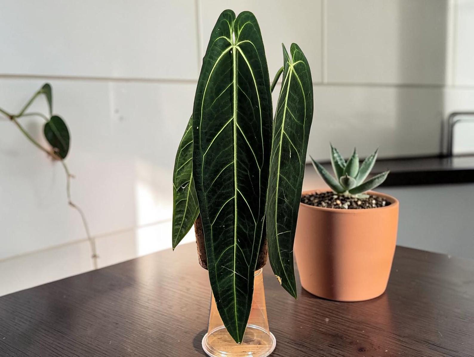 Anthurium seeds - Etsy 日本