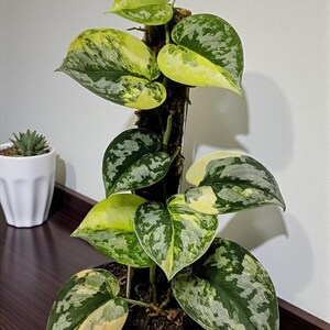 Scindapsus Bakudapati - Etsy