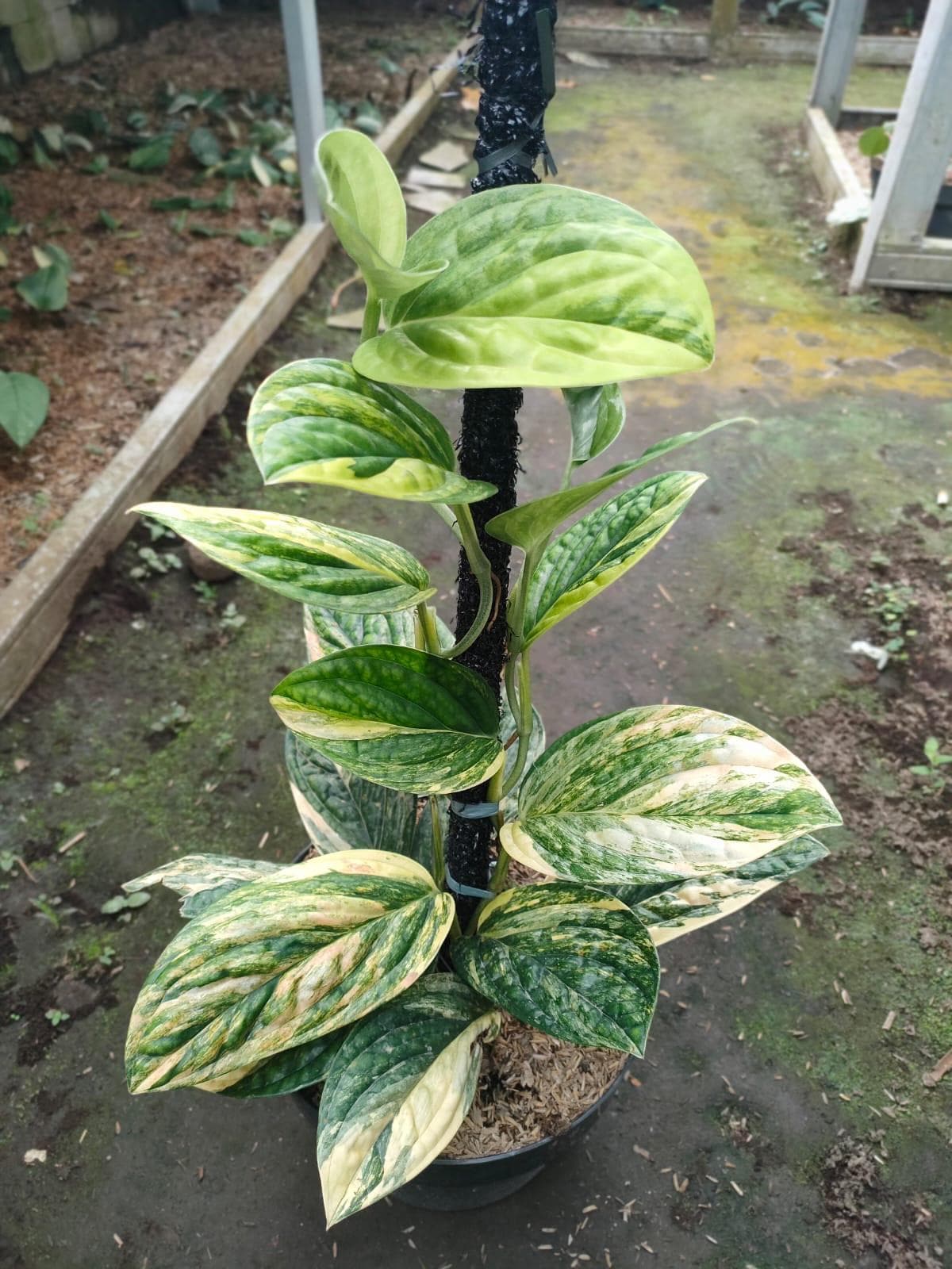 Rhaphidophora puberula variegated - Etsy 日本