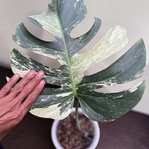 Op de afbeelding: Een groot, bont Monstera-blad met patronen in donkergroen en crèmewit. Het blad staat in een kleine witte pot met aarde. De plant is een populaire kamerplant.
