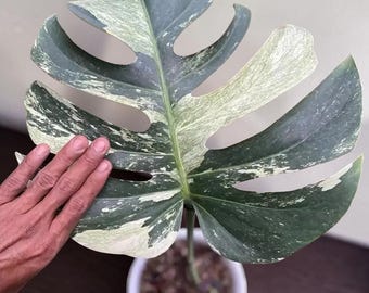 Monstera jungle muntbont bonte zeldzame plant één blad – munt crème schakering, groot gefenestreerd blad, exotische tropische kamerplant