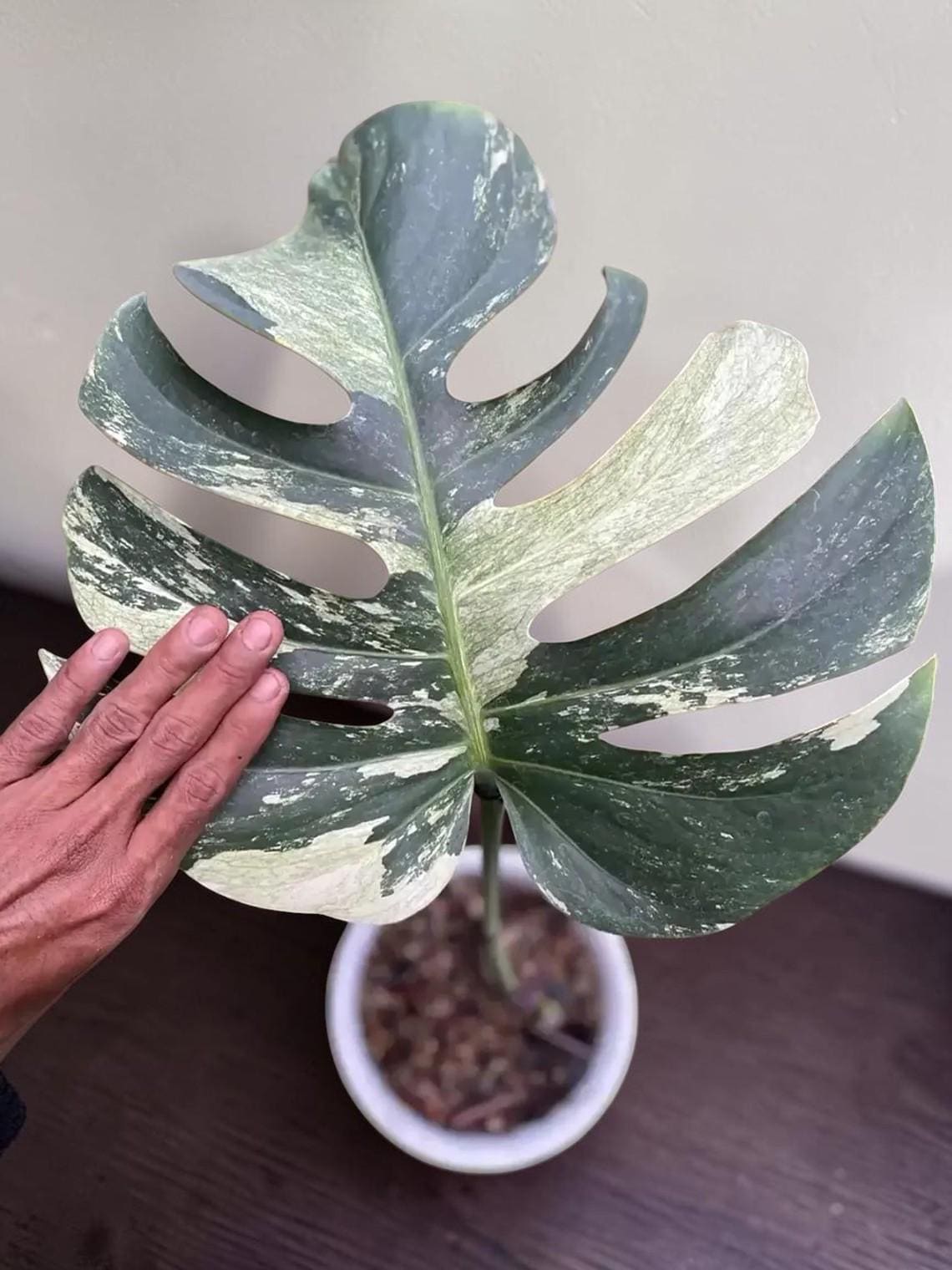 Large pots for monstera - Etsy sterreich